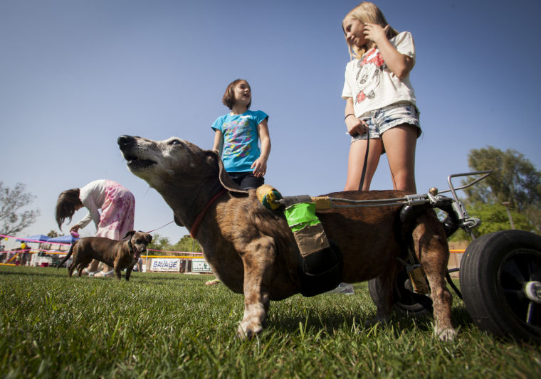 afn.wa.dogshow01.dj.JPG